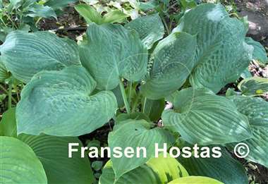 Hosta Thunder Boomer